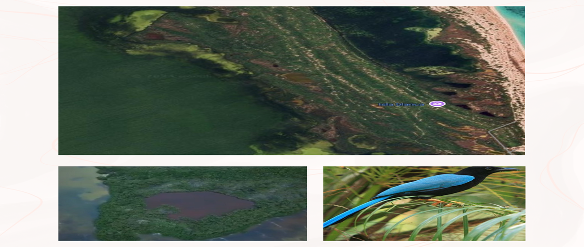 Foto de terreno habitacional en venta en isla blanca , isla blanca, isla mujeres, quintana roo, 0 No. 04