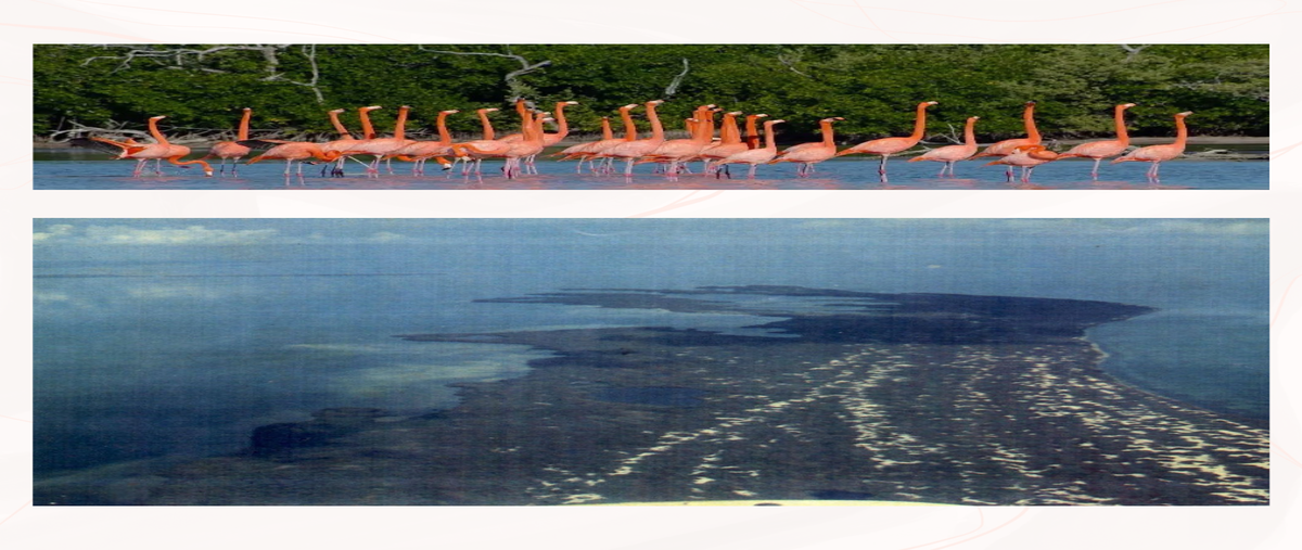 Foto de terreno habitacional en venta en isla blanca , isla blanca, isla mujeres, quintana roo, 0 No. 05