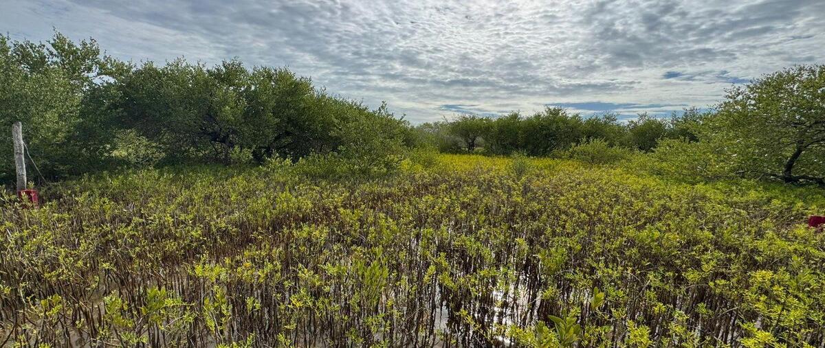 Foto de terreno habitacional en venta en  , isla de holbox, lázaro cárdenas, quintana roo, 0 No. 03