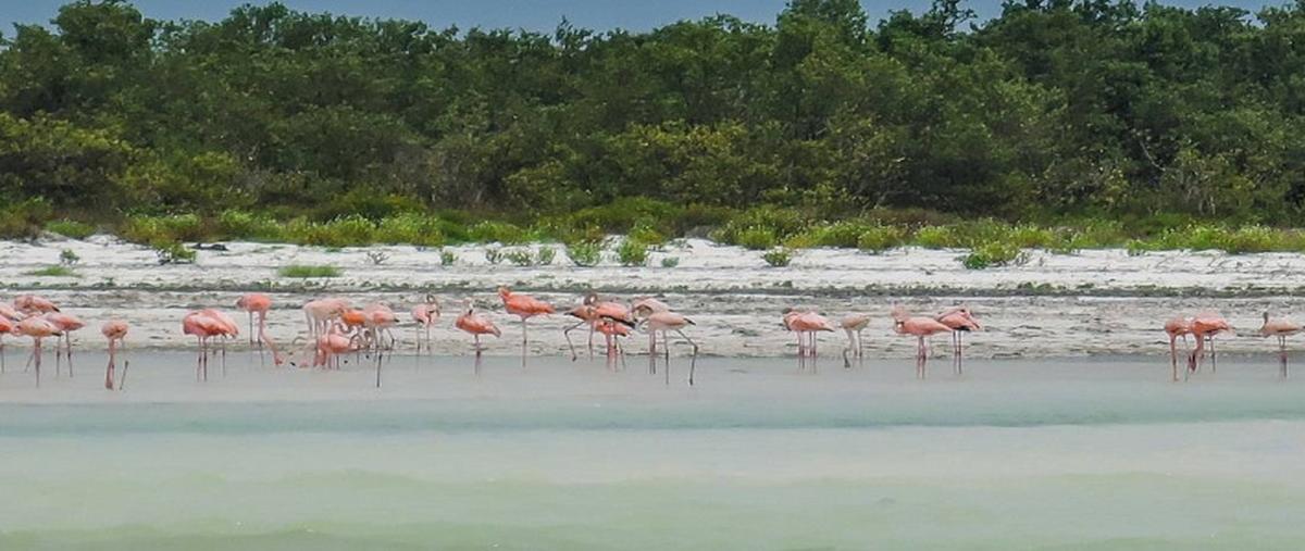 Foto de terreno habitacional en venta en  , isla de holbox, lázaro cárdenas, quintana roo, 31000061 No. 05
