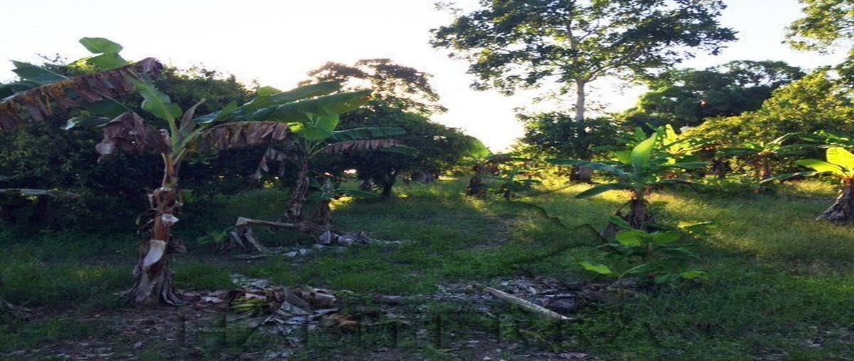 Foto de terreno habitacional en venta en  , isla de juana moza, tuxpan, veracruz de ignacio de la llave, 20548995 No. 03