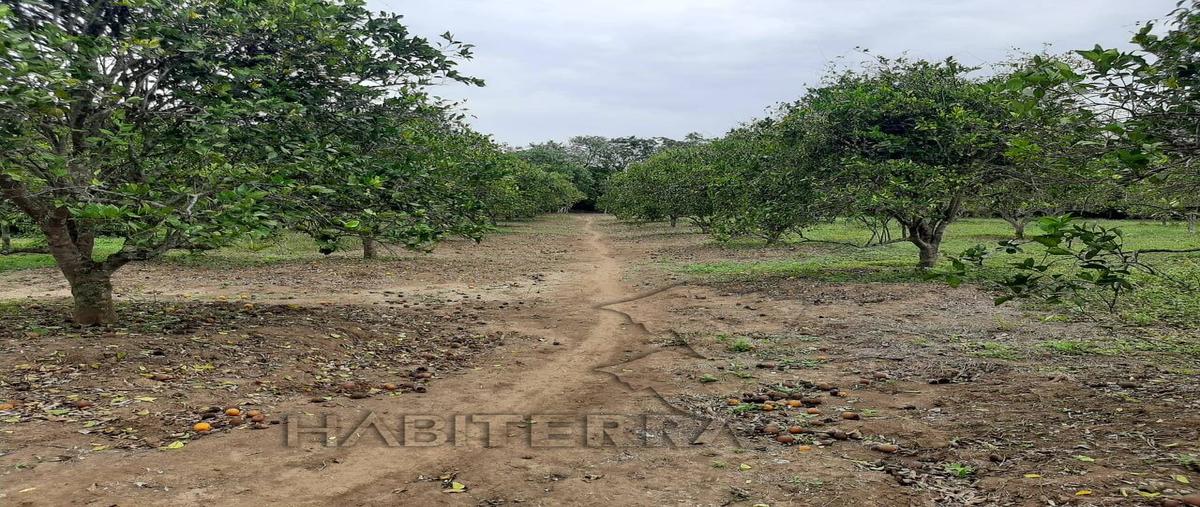 Foto de terreno habitacional en venta en  , isla de juana moza, tuxpan, veracruz de ignacio de la llave, 25311624 No. 03