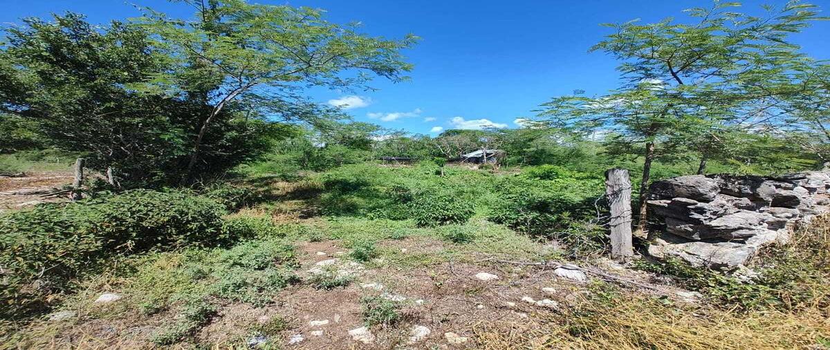 Foto de terreno habitacional en , ixil, ixil, yucatán, 24840669 foto 05 Foto de terreno habitacional en venta en , ixil, ixil, yucatán, 24840669 No. 05