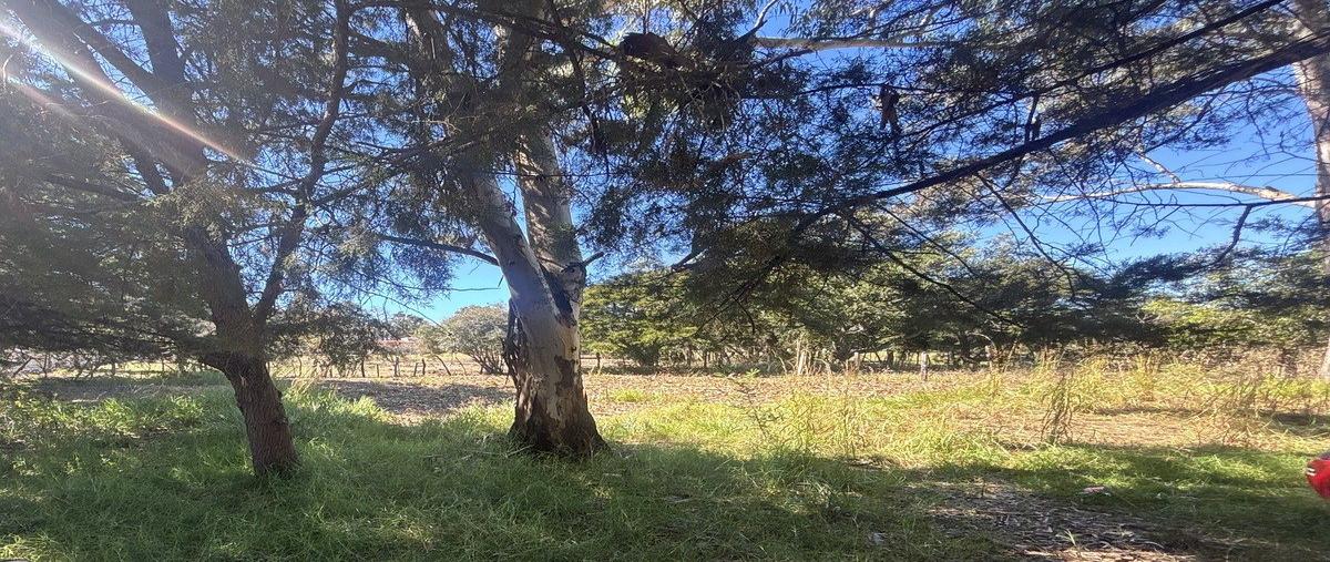 Foto de terreno habitacional en venta en jatón , santa cecilia, comitán de domínguez, chiapas, 0 No. 05