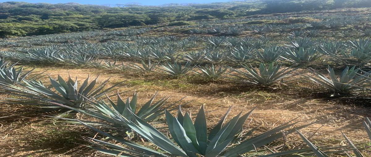 Foto de terreno habitacional en venta en  , jesús maria, jesús maría, jalisco, 0 No. 05