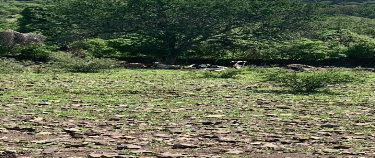 Foto de terreno industrial en venta en jocotepec-chapala , chantepec, jocotepec, jalisco, 28644656 No. 05