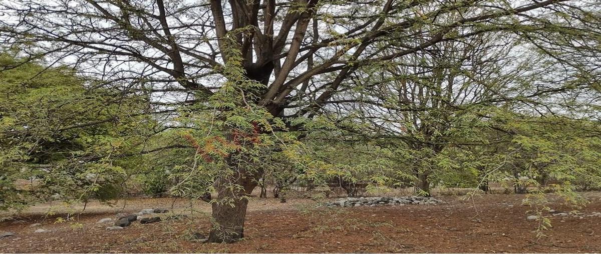 Foto de terreno habitacional en venta en josé a. jiménez , lomas del real, yautepec, morelos, 0 No. 04