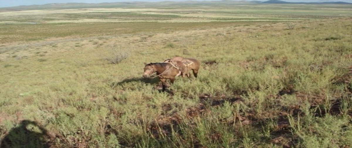 Foto de rancho en venta en  , josé mariano jiménez centro, jiménez, chihuahua, 27571841 No. 04