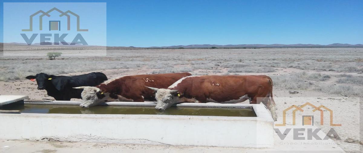 Foto de rancho en , josé mariano jiménez centro, jiménez, chihuahua, 27571841 foto 05 Foto de rancho en venta en , josé mariano jiménez centro, jiménez, chihuahua, 27571841 No. 05