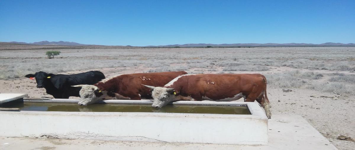 Foto de rancho en venta en  , josé mariano jiménez centro, jiménez, chihuahua, 27571841 No. 05