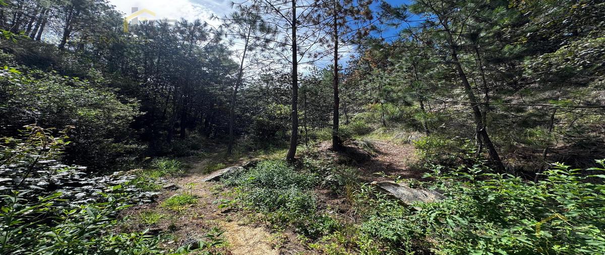 Foto de terreno habitacional en venta en  , justo sierra, perote, veracruz de ignacio de la llave, 29816702 No. 03