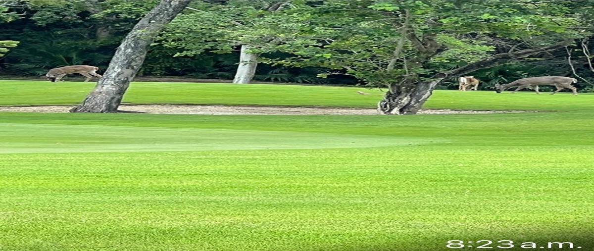 Foto de terreno habitacional en kanha , yucatán country club, mérida, yucatán, 28394555 foto 02 Foto de terreno habitacional en venta en kanha , yucatán country club, mérida, yucatán, 28394555 No. 02