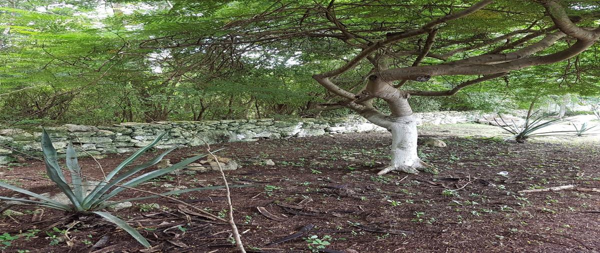 Foto de terreno habitacional en renta en  , kankabchen, baca, yucatán, 0 No. 05