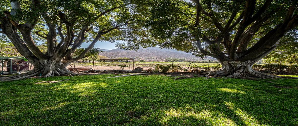 Foto de terreno habitacional en venta en kilometro 1 carretera huitzililla finca maya 10381, jaloxtoc, ayala, morelos, 26202564 No. 04