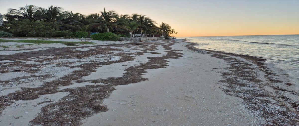 Foto de terreno habitacional en venta en kilometro 23.5 , san diego, dzemul, yucatán, 0 No. 05