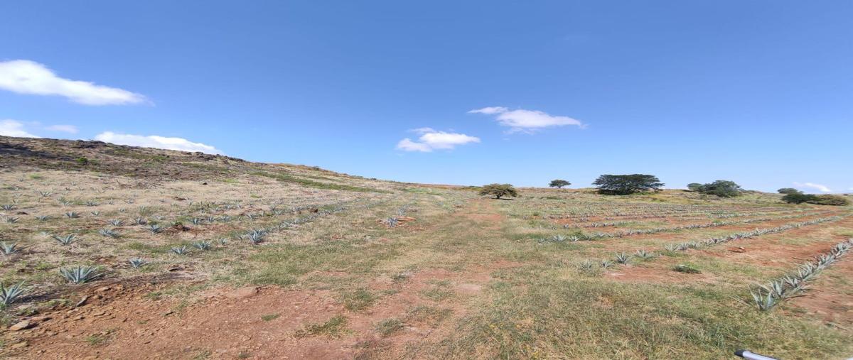 Foto de terreno habitacional en venta en kilometro 38.5 , amatitan, amatitán, jalisco, 24091723 No. 05