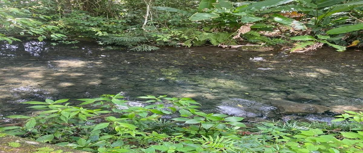 Foto de rancho en venta en kilometro 4 +200 , san juan, palenque, chiapas, 27945068 No. 03