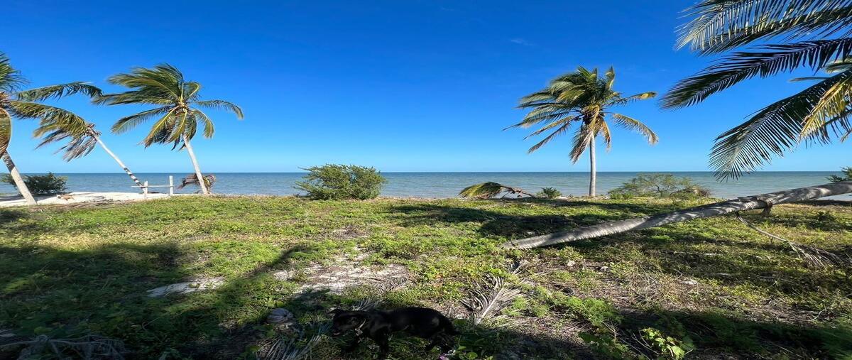 Foto de terreno habitacional en venta en kilometro 47 , telchac puerto, telchac puerto, yucatán, 29452674 No. 04