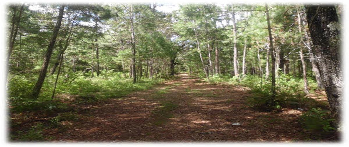 Foto de terreno comercial en venta en kilometro 5 , san vicente buena vista, comitán de domínguez, chiapas, 27941386 No. 03
