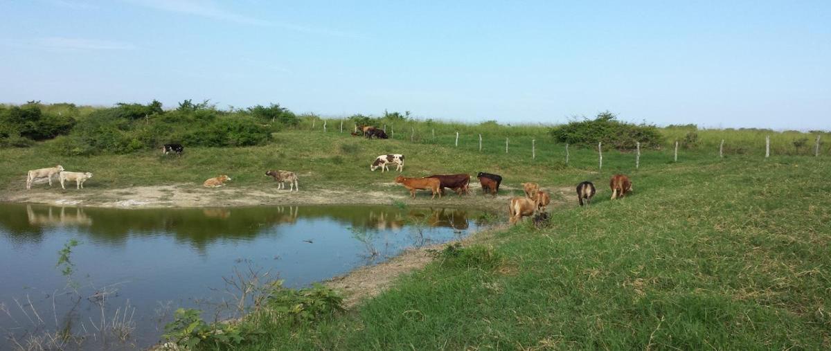Foto de rancho en kilometro 72.2 carretera manuel - soto la marina , aldama, aldama, tamaulipas, 0 foto 03 Foto de rancho en venta en kilometro 72.2 carretera manuel - soto la marina , aldama, aldama, tamaulipas, 0 No. 03