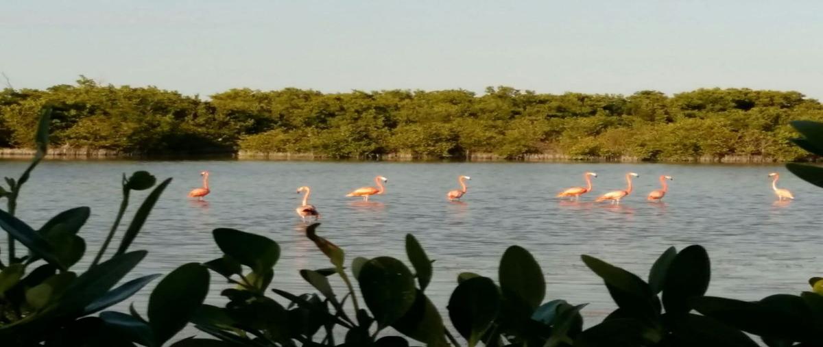 Foto de terreno habitacional en venta en kilometro 76 carretera santa clara a dzilam de bravo , dzilam de bravo, dzilam de bravo, yucatán, 26130951 No. 05