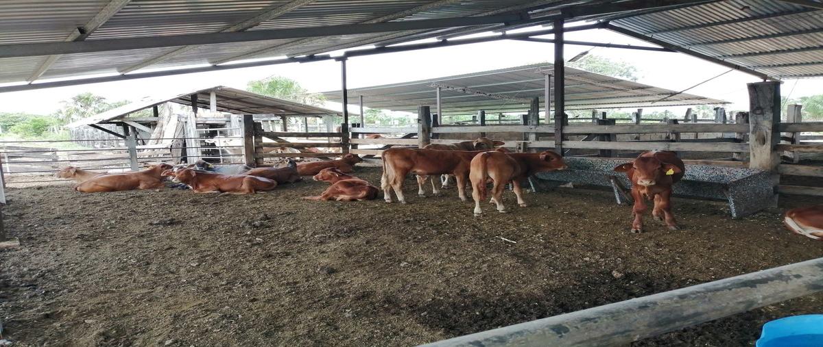 Foto de rancho en kilometro 8 , sucila, sucilá, yucatán, 21583921 foto 03 Foto de rancho en venta en kilometro 8 , sucila, sucilá, yucatán, 21583921 No. 03