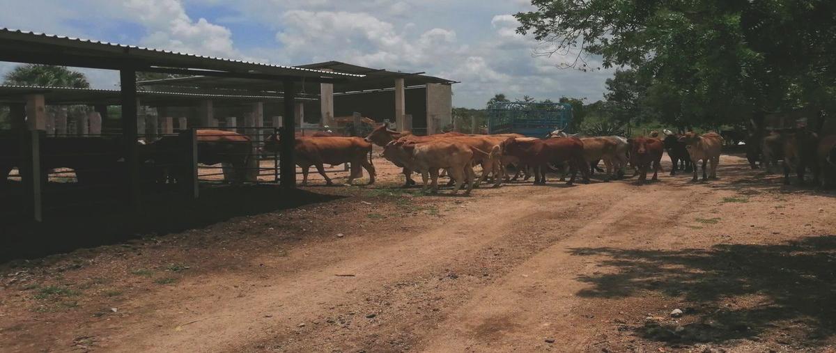 Foto de rancho en kilometro 8 , sucila, sucilá, yucatán, 21583921 foto 04 Foto de rancho en venta en kilometro 8 , sucila, sucilá, yucatán, 21583921 No. 04
