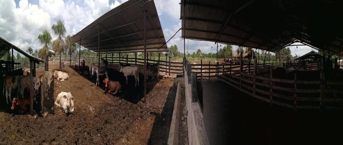Foto de rancho en kilometro 8 , sucila, sucilá, yucatán, 21583921 foto 05 Foto de rancho en venta en kilometro 8 , sucila, sucilá, yucatán, 21583921 No. 05