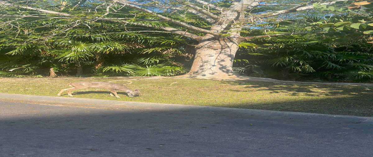 Foto de terreno habitacional en kutz , yucatán country club, mérida, yucatán, 0 foto 01 Foto de terreno habitacional en venta en kutz , yucatán country club, mérida, yucatán, 0 No. 01