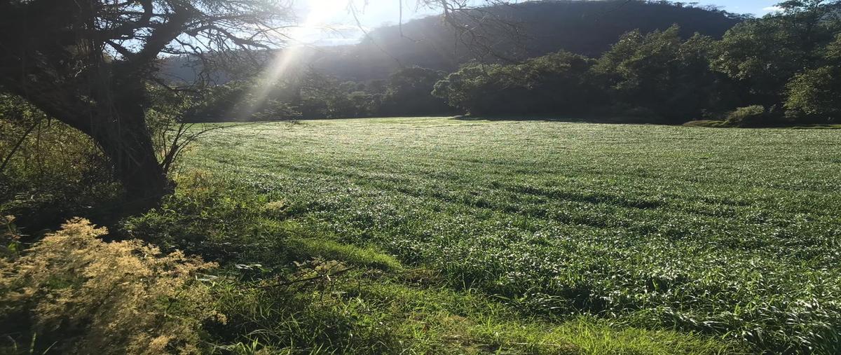 Foto de terreno habitacional en venta en la cuadrilla de telpintla , telpintla, temascaltepec, méxico, 8230663 No. 04