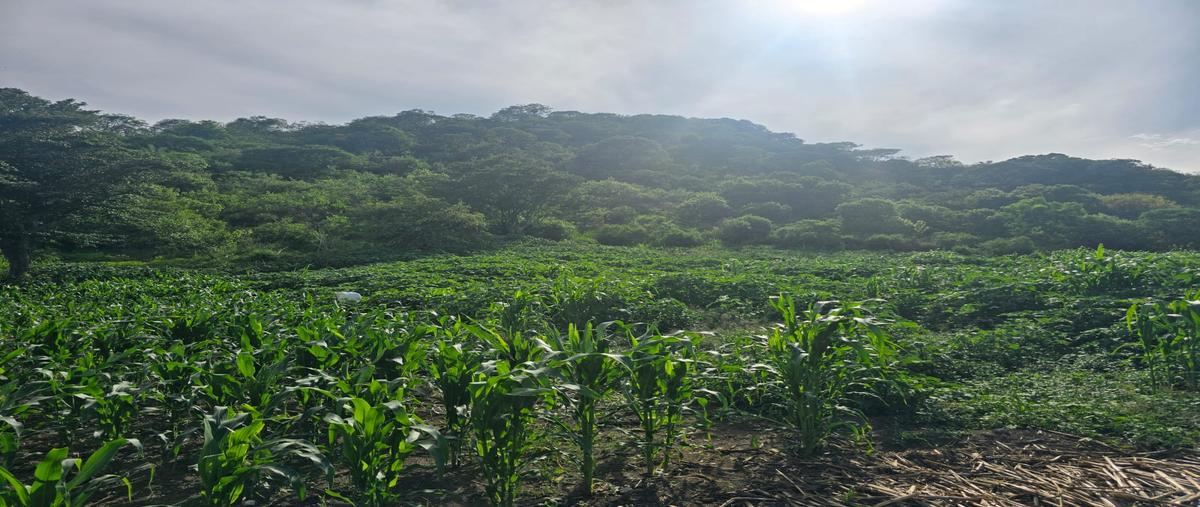 Foto de terreno comercial en la encantada , ciuhapilli, tuxpan, jalisco, 0 foto 03 Foto de terreno comercial en venta en la encantada , ciuhapilli, tuxpan, jalisco, 0 No. 03