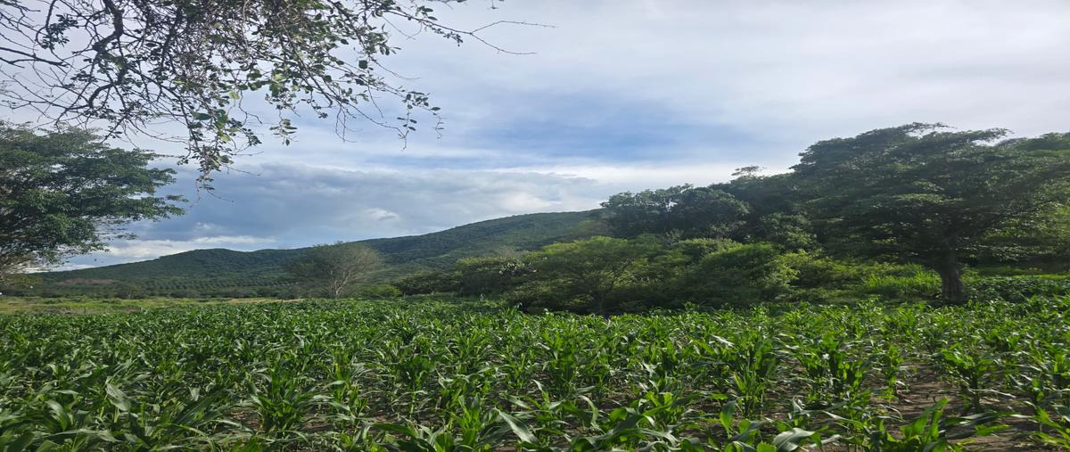 Foto de terreno comercial en la encantada , ciuhapilli, tuxpan, jalisco, 0 foto 04 Foto de terreno comercial en venta en la encantada , ciuhapilli, tuxpan, jalisco, 0 No. 04