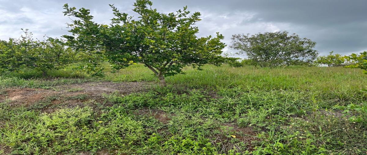 Foto de terreno habitacional en venta en  , la estanzuela, emiliano zapata, veracruz de ignacio de la llave, 0 No. 03