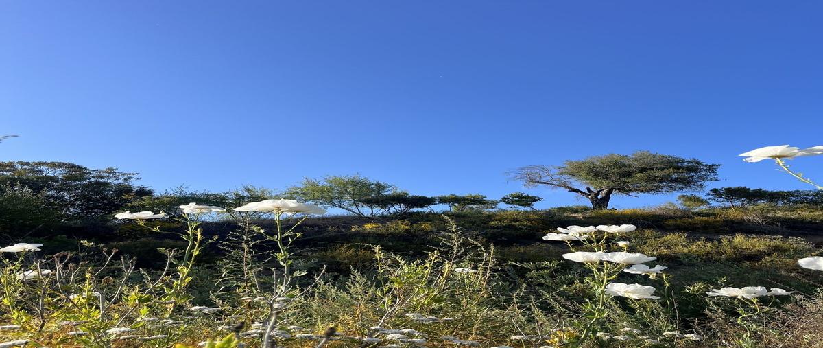 Foto de terreno habitacional en la fortuna , san antonio de las minas, ensenada, baja california, 27772821 foto 01 Foto de terreno habitacional en venta en la fortuna , san antonio de las minas, ensenada, baja california, 27772821 No. 01