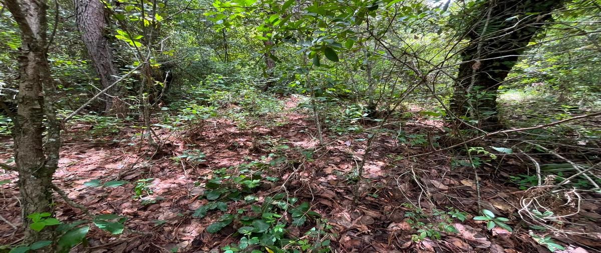 Foto de terreno habitacional en venta en  , la garita, san cristóbal de las casas, chiapas, 0 No. 03