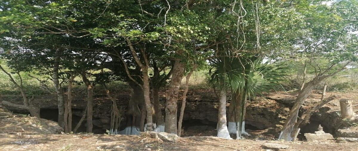 Foto de rancho en venta en  , la gran lucha, buctzotz, yucatán, 0 No. 03