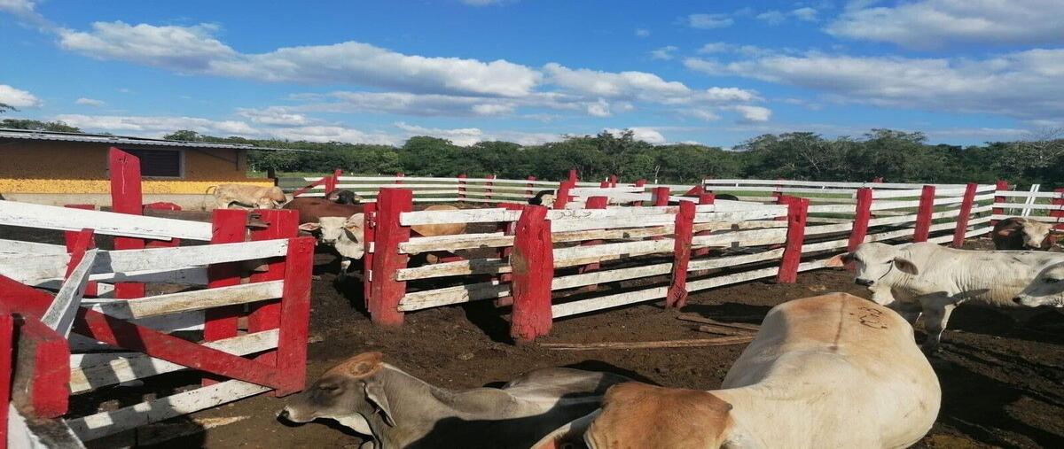 Foto de rancho en venta en  , la gran lucha, buctzotz, yucatán, 0 No. 04