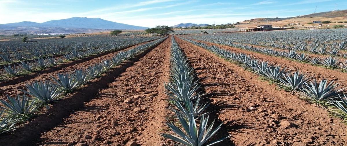 Foto de rancho en venta en la higuera , el arenal, el arenal, jalisco, 26222394 No. 01