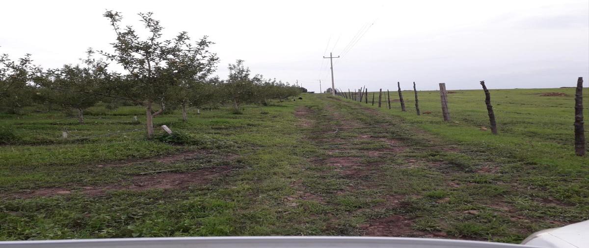 Foto de rancho en , la junta, chihuahua, chihuahua, 0 foto 04 Foto de rancho en venta en , la junta, chihuahua, chihuahua, 0 No. 04