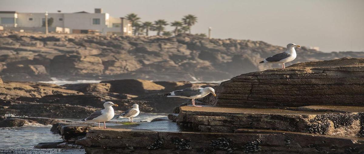 Foto de casa en venta en  , la misión, ensenada, baja california, 0 No. 04