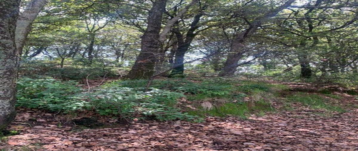 Foto de terreno comercial en venta en  , la palmita, álvaro obregón, df / cdmx, 0 No. 03