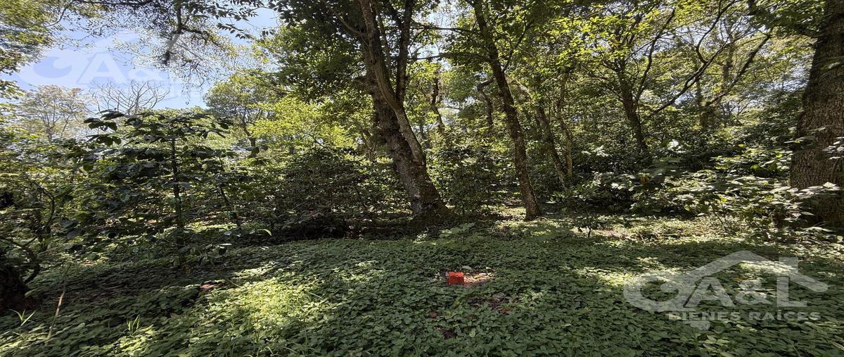 Foto de terreno habitacional en venta en  , la pitaya, coatepec, veracruz de ignacio de la llave, 0 No. 05