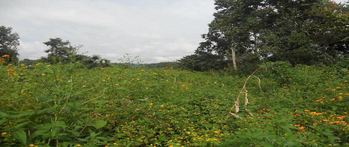 Foto de terreno comercial en venta en  , la pradera, emiliano zapata, veracruz de ignacio de la llave, 30298394 No. 05