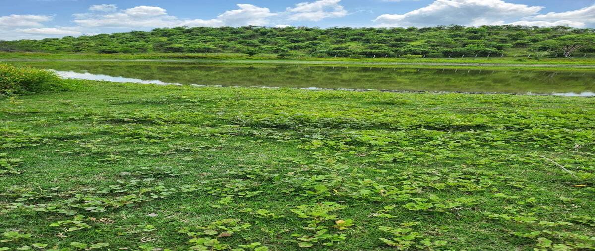 Foto de rancho en la providencia , tihuatlan centro, tihuatlán, veracruz de ignacio de la llave, 28361612 foto 03 Foto de rancho en venta en la providencia , tihuatlan centro, tihuatlán, veracruz de ignacio de la llave, 28361612 No. 03