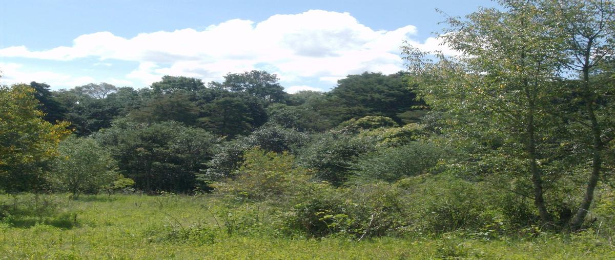 Foto de terreno habitacional en venta en  , la quinta san martín, san cristóbal de las casas, chiapas, 16310639 No. 03