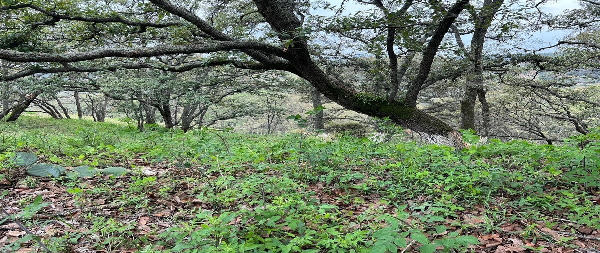 Foto de terreno habitacional en venta en la rieleralote 86 , villa del carbón, villa del carbón, méxico, 27702315 No. 05