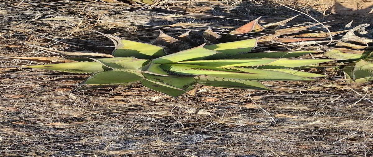 Foto de terreno habitacional en , la salina, ensenada, baja california, 0 foto 03 Foto de terreno habitacional en venta en , la salina, ensenada, baja california, 0 No. 03