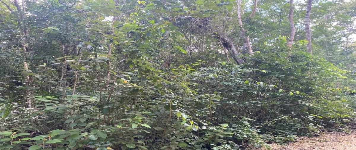 Foto de terreno habitacional en venta en la veleta , tulum centro, tulum, quintana roo, 28173139 No. 03