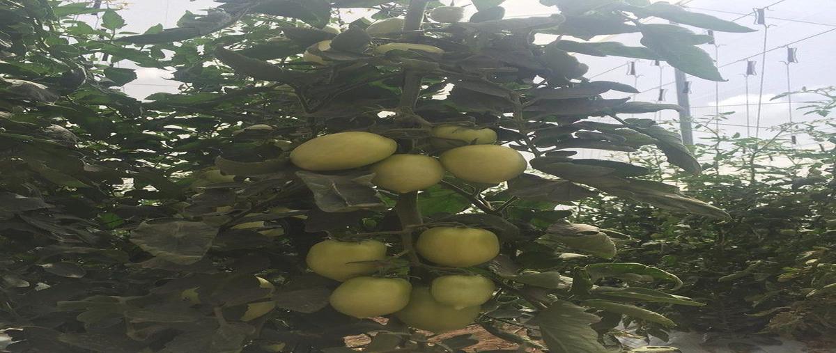 Foto de rancho en venta en lado santa rita del muerto , nuevo ramos arizpe, ramos arizpe, coahuila de zaragoza, 0 No. 04