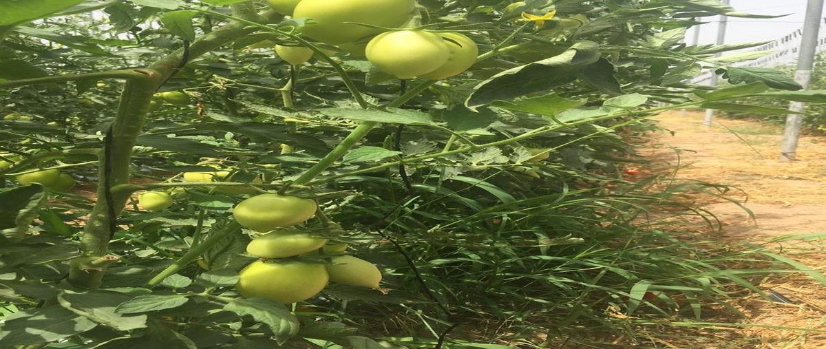 Foto de rancho en venta en lado santa rita del muerto , nuevo ramos arizpe, ramos arizpe, coahuila de zaragoza, 0 No. 06